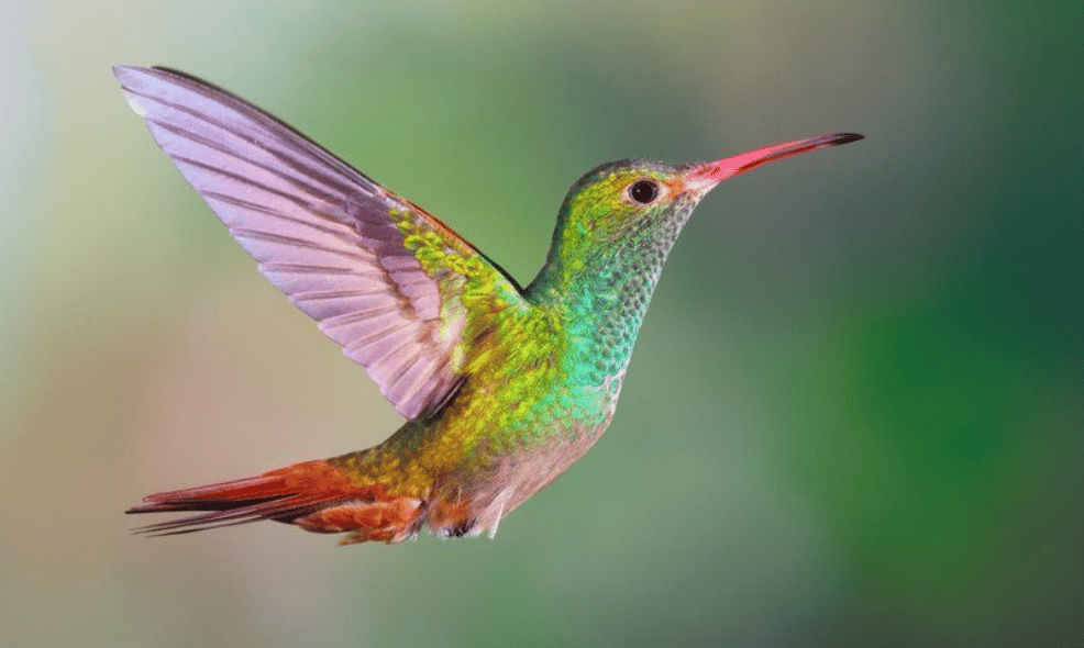 Time Masters and Hummingbird Medicine