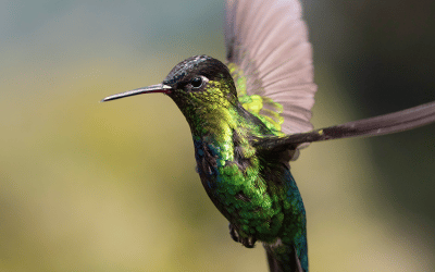 Hummingbird Courage