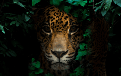 Jaguar Courage
