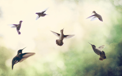 Transformative Hummingbird Wisdom