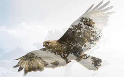 Encontrar la paz con la Visión de Águila