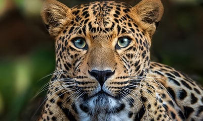 Time Masters and Jaguar Medicine