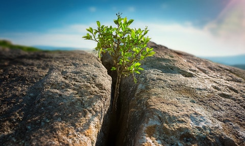 Enantiodromia: When the Pendulum Swings to the Other Side