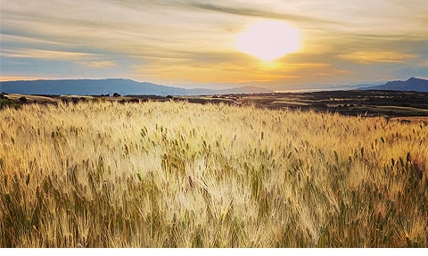 Becoming Adults in a Patho-Adolescent Culture